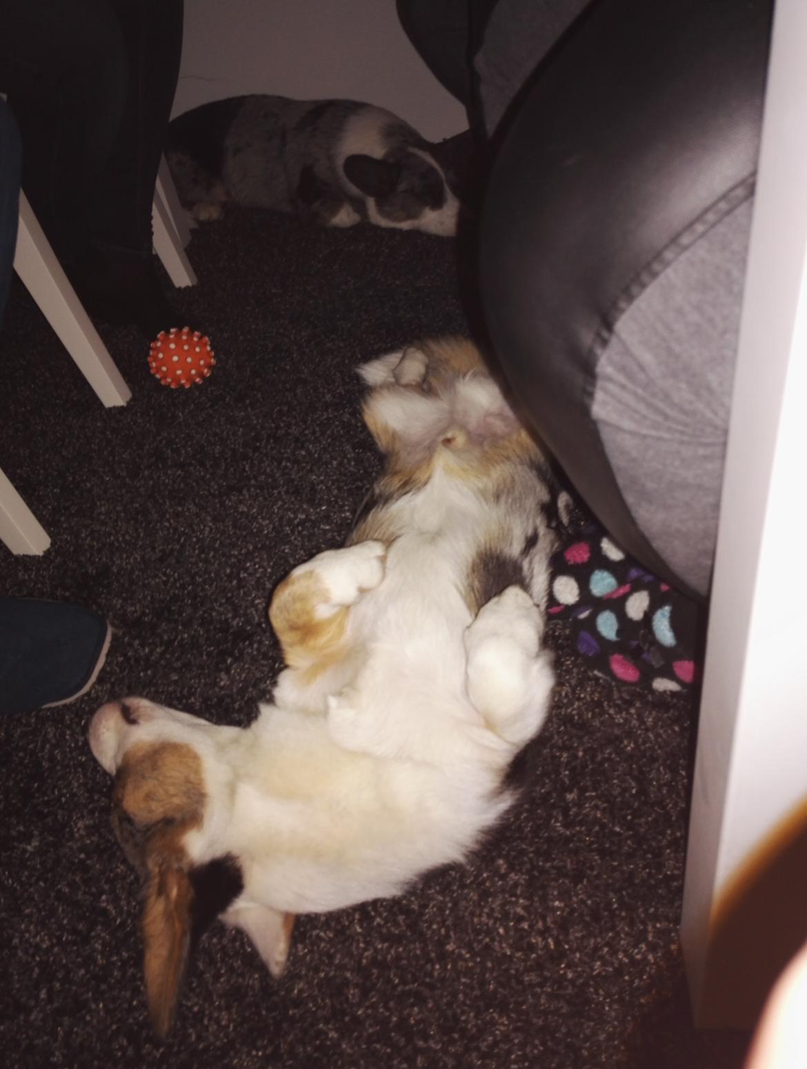 Welsh corgi cardigan Mosegården's Vision of Halo billede 3