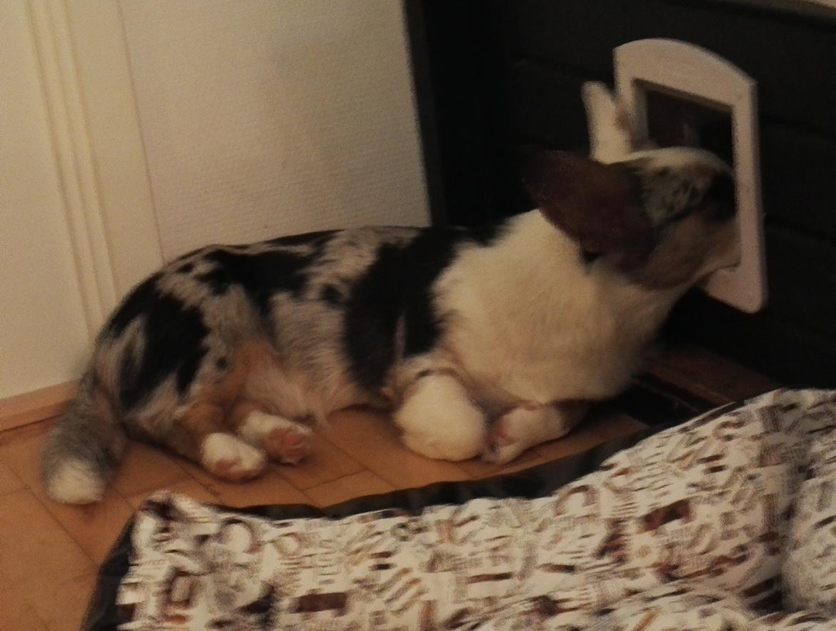 Welsh corgi cardigan Mosegården's Vision of Halo billede 9