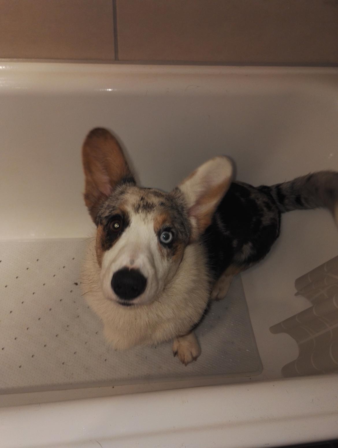 Welsh corgi cardigan Mosegården's Vision of Halo billede 2