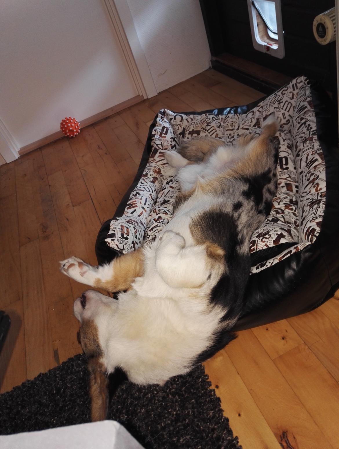 Welsh corgi cardigan Mosegården's Vision of Halo billede 1