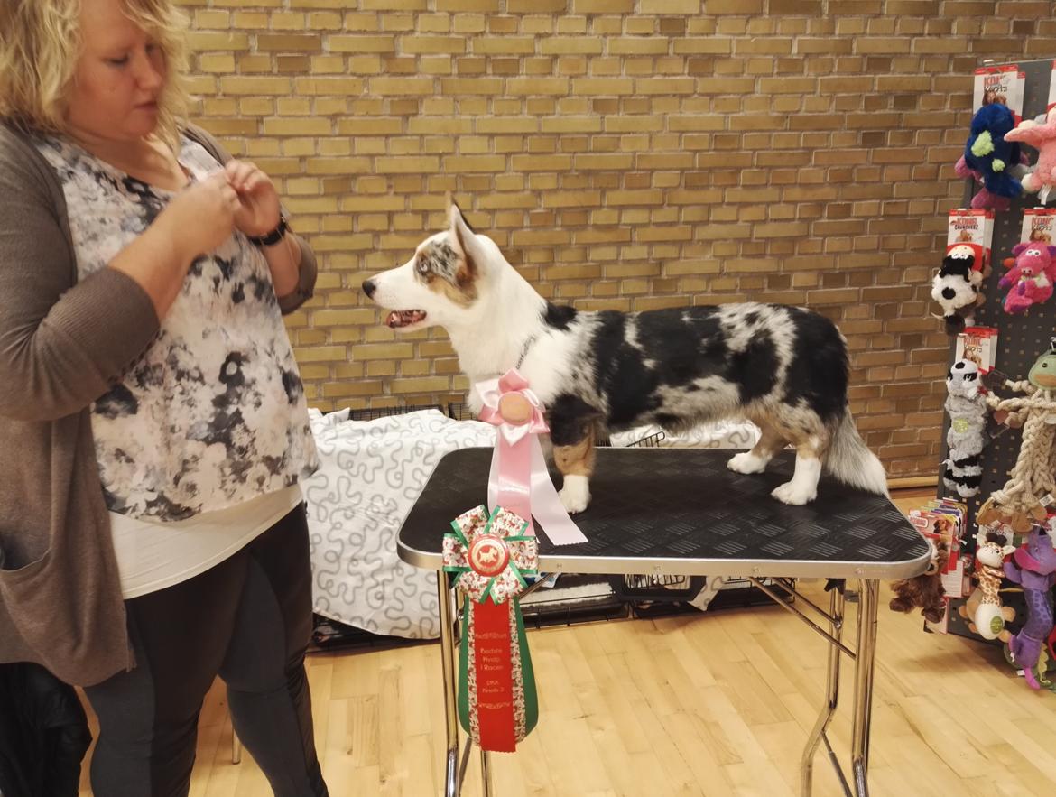 Welsh corgi cardigan Mosegården's Vision of Halo billede 6