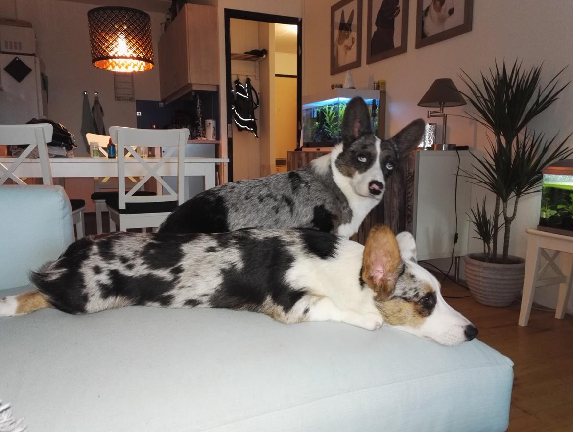 Welsh corgi cardigan Mosegården's Vision of Halo billede 4