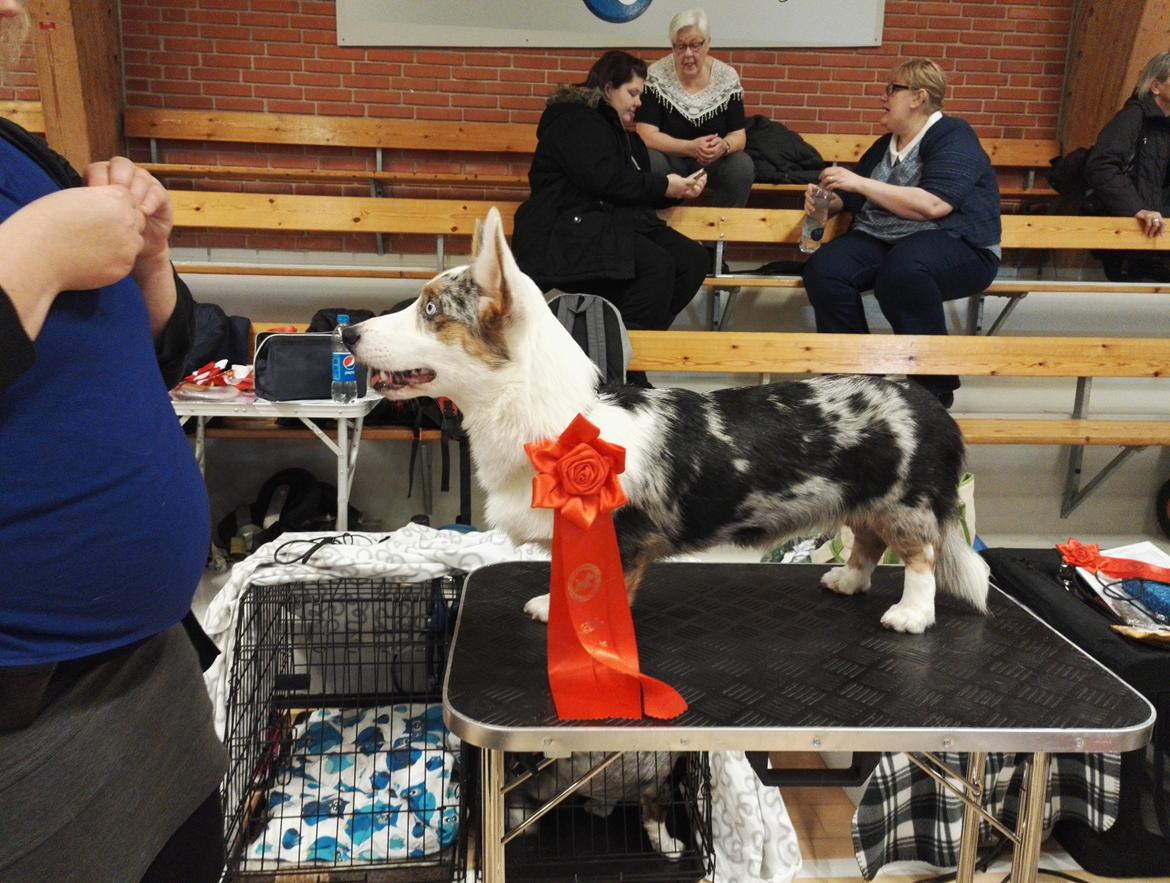 Welsh corgi cardigan Mosegården's Vision of Halo billede 7