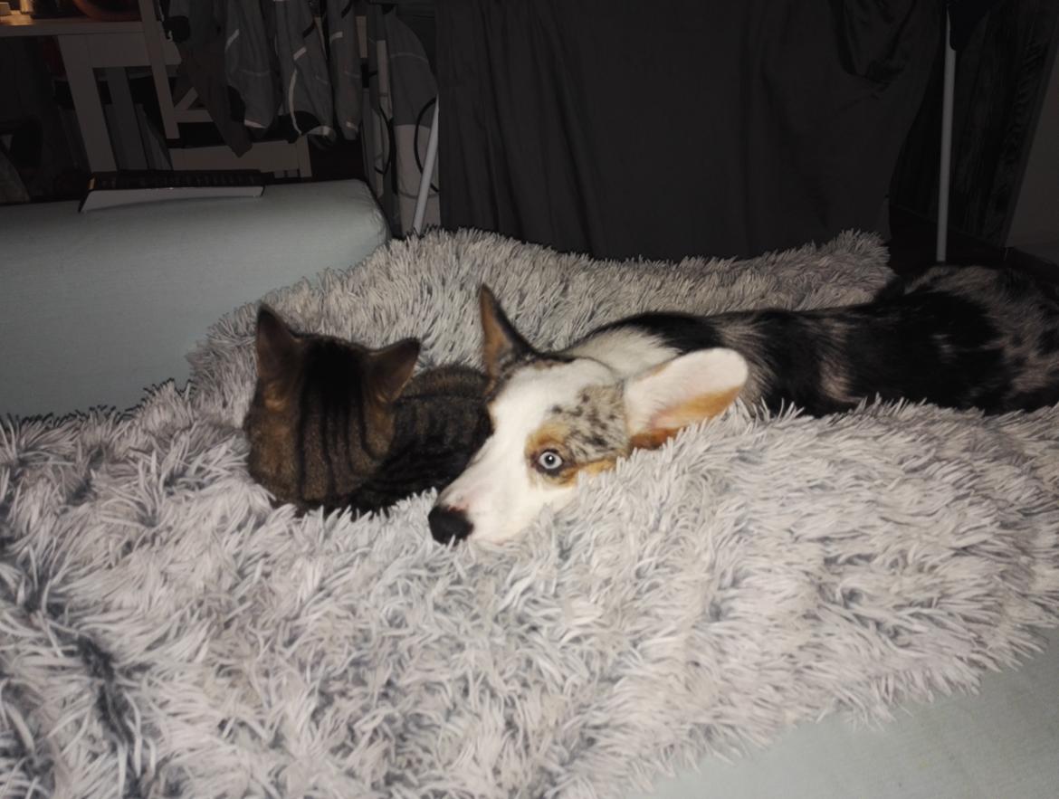 Welsh corgi cardigan Mosegården's Vision of Halo billede 10