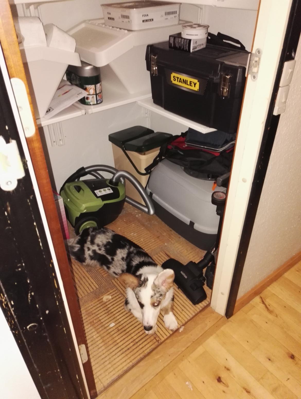 Welsh corgi cardigan Mosegården's Vision of Halo billede 8