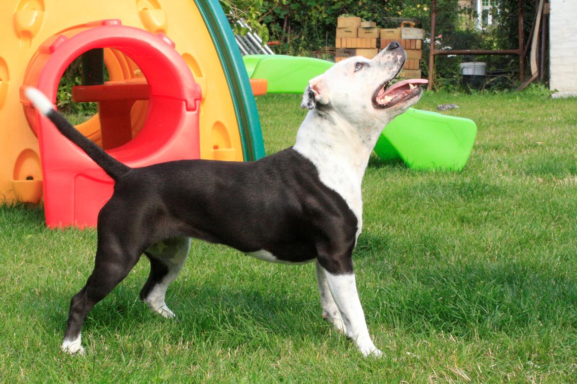 Staffordshire bull terrier Joy billede 3
