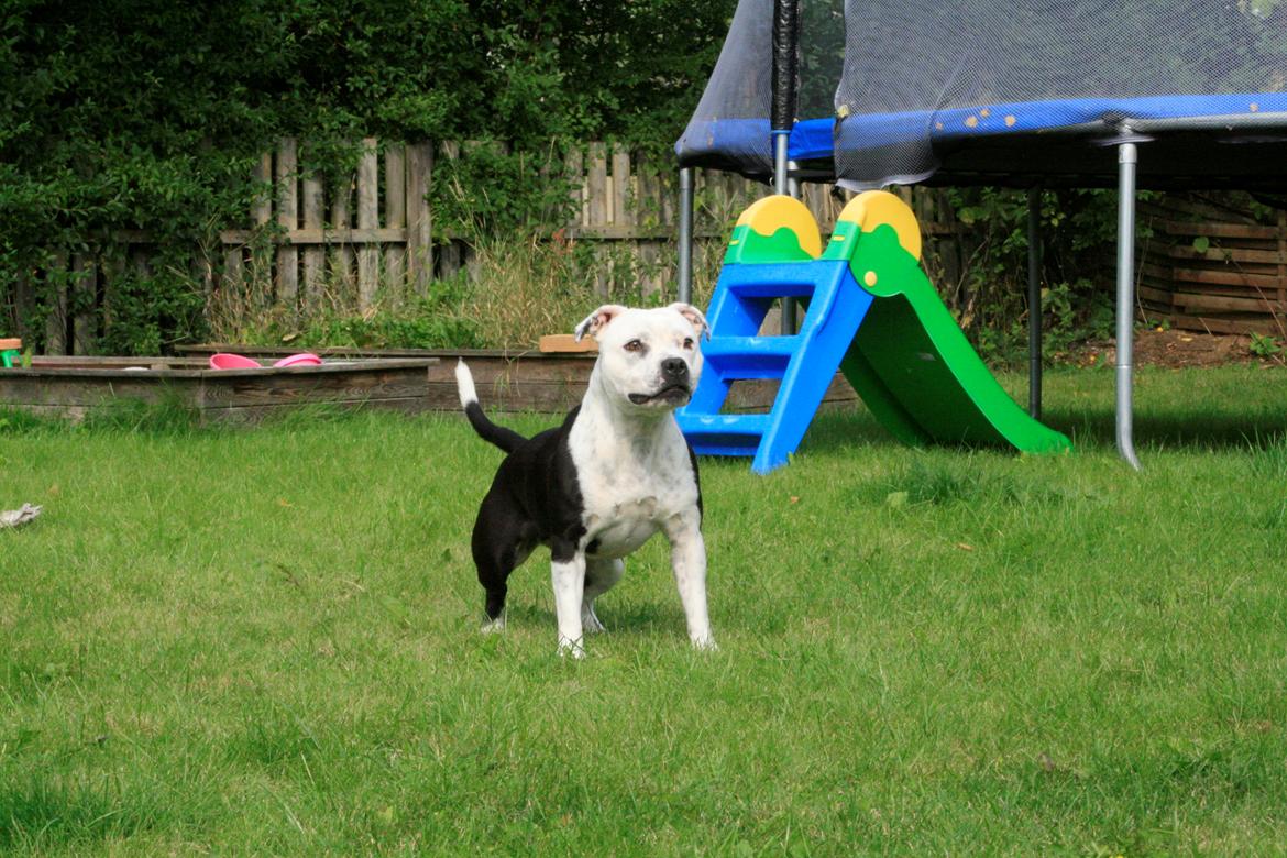 Staffordshire bull terrier Joy billede 2
