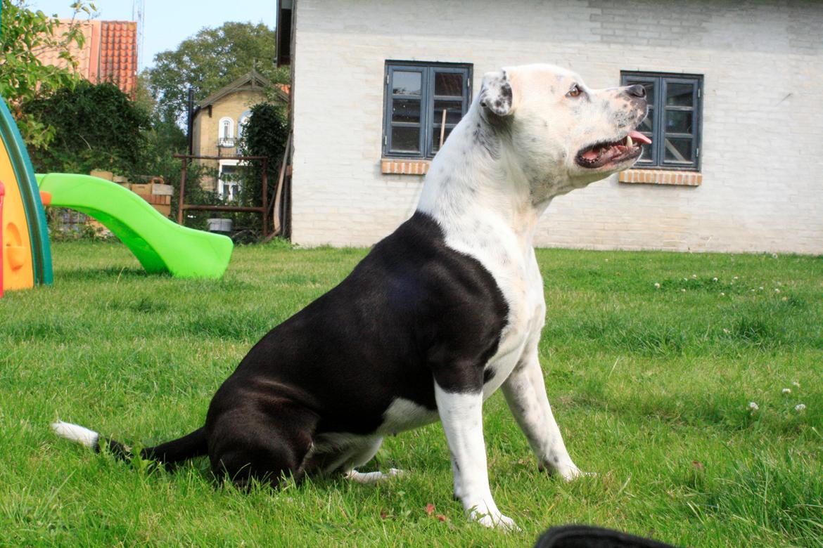 Staffordshire bull terrier Joy billede 4