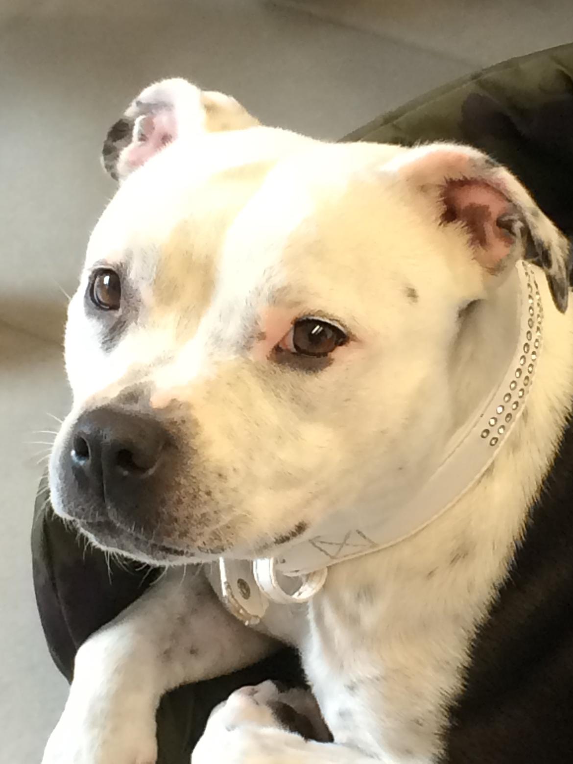 Staffordshire bull terrier Joy billede 1