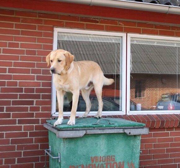 Labrador retriever Cato billede 5