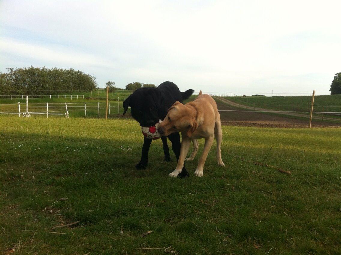 Labrador retriever Cato billede 9