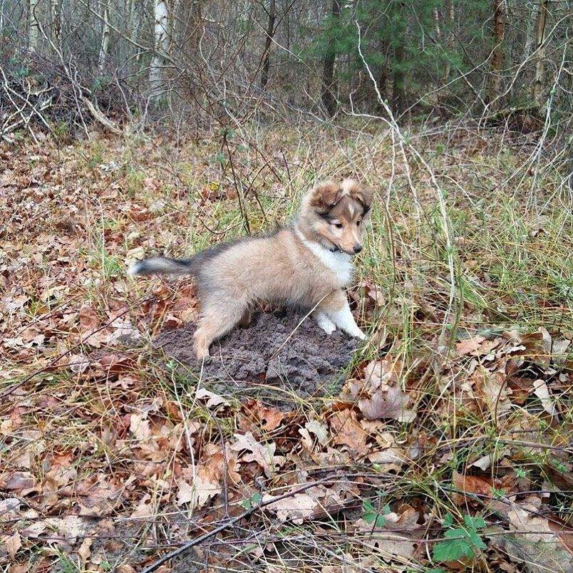 Shetland sheepdog Canto - Det er bare det sjoveste, at grave i mulvappe skud ;-) billede 43