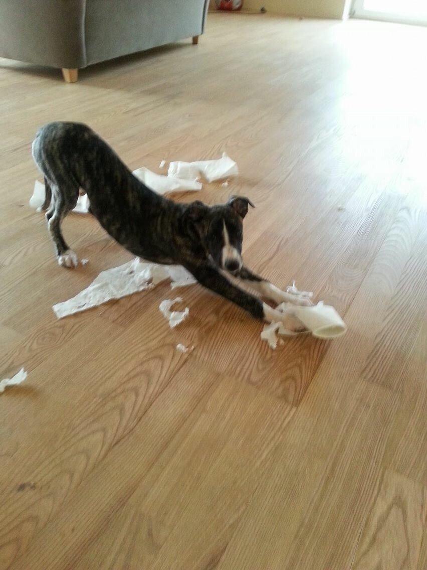 Whippet Kiwi billede 1