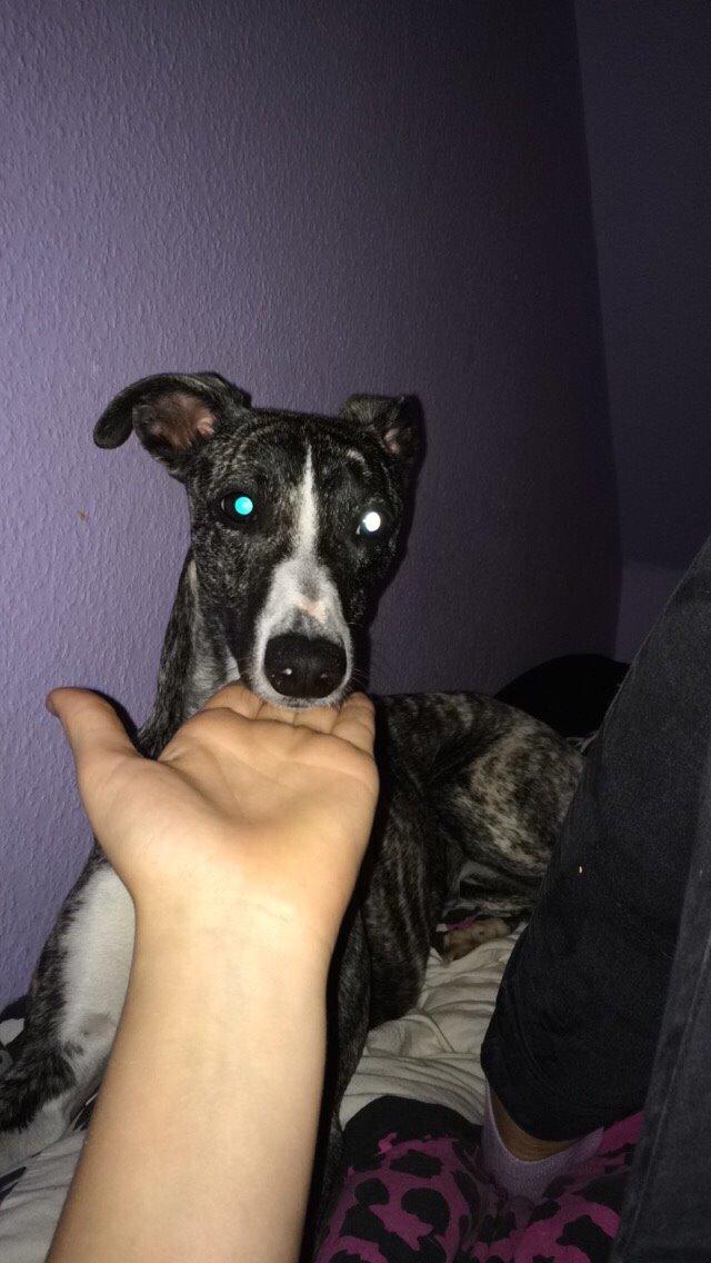 Whippet Kiwi billede 4