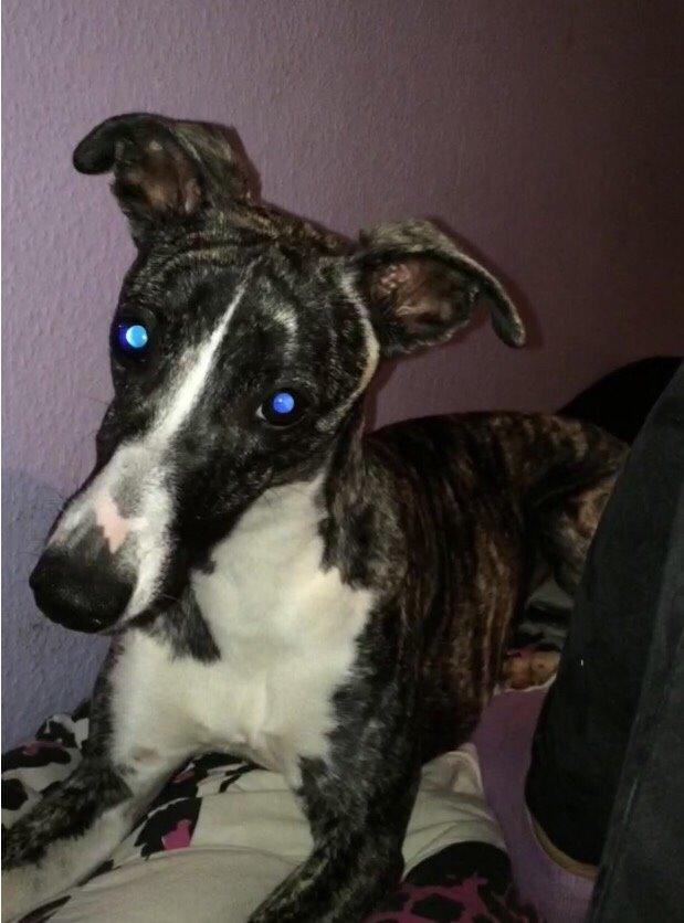 Whippet Kiwi billede 5