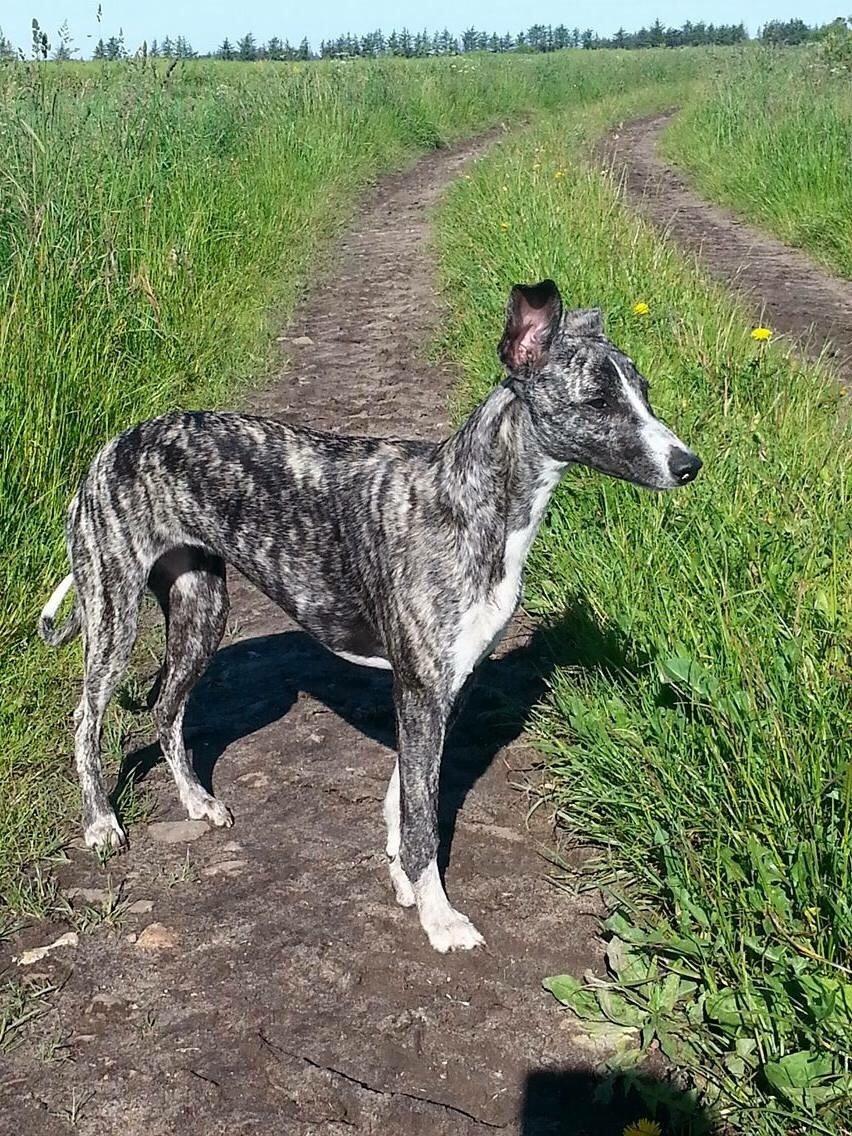 Whippet Kiwi billede 7