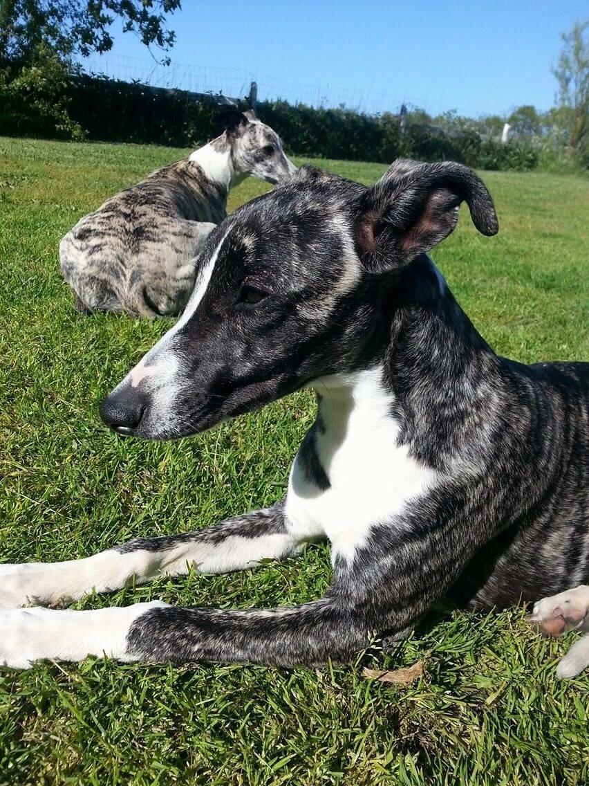 Whippet Kiwi billede 6