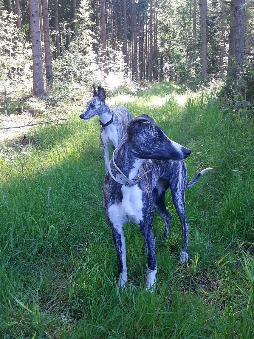 Whippet Kiwi billede 8