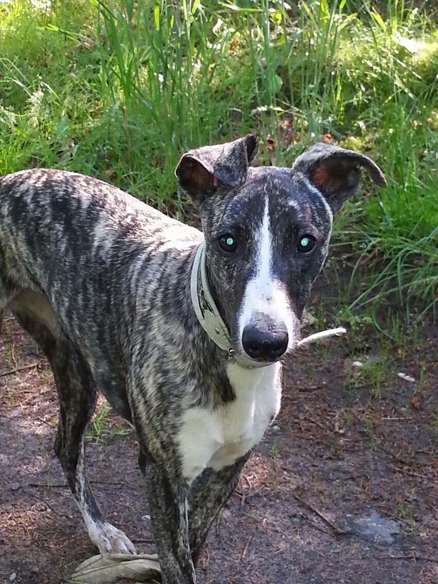 Whippet Kiwi billede 9