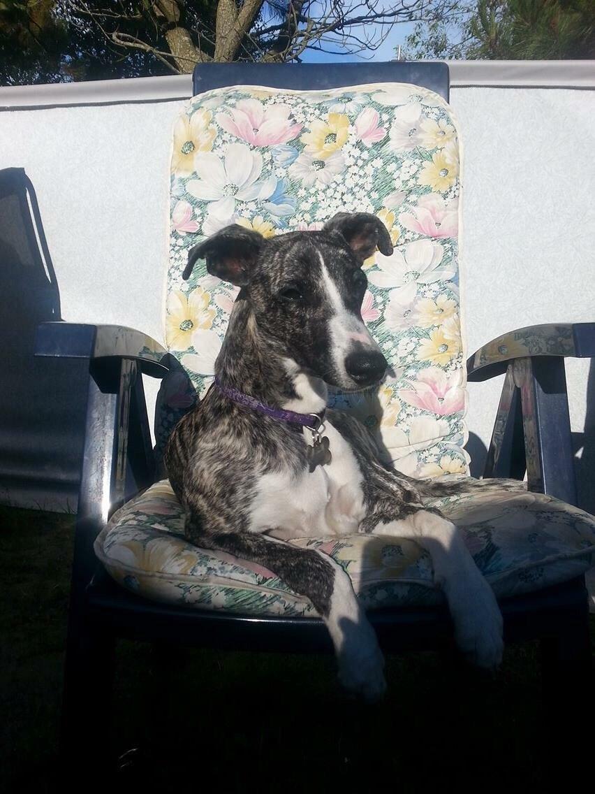 Whippet Kiwi billede 11