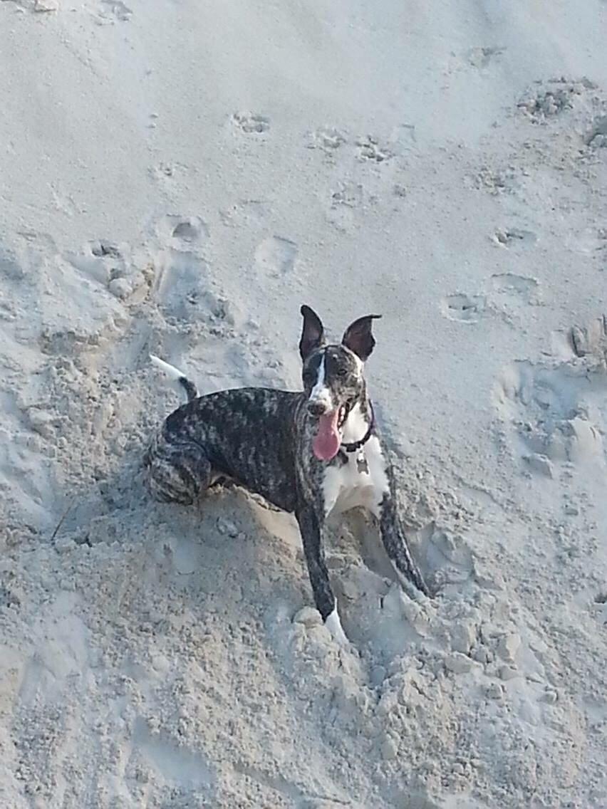 Whippet Kiwi billede 12