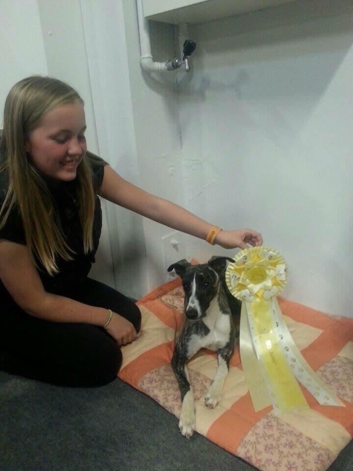 Whippet Kiwi billede 14