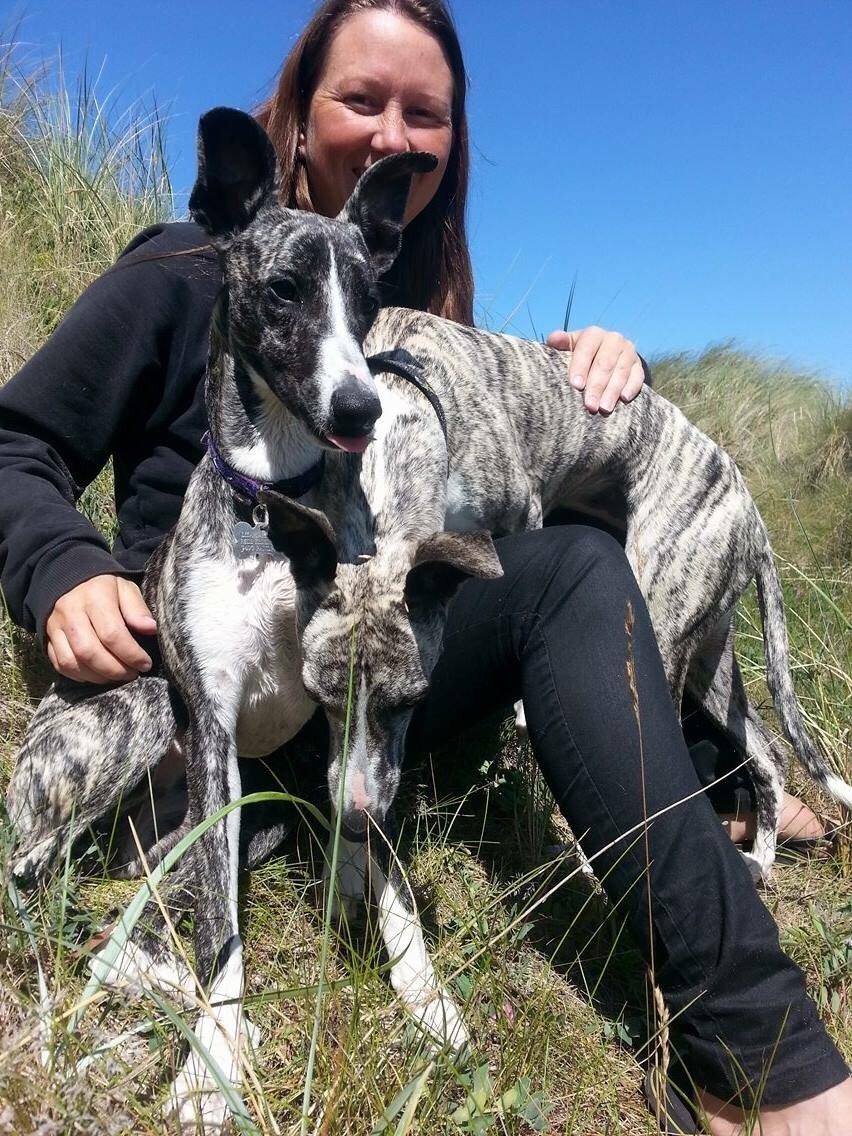 Whippet Kiwi billede 13