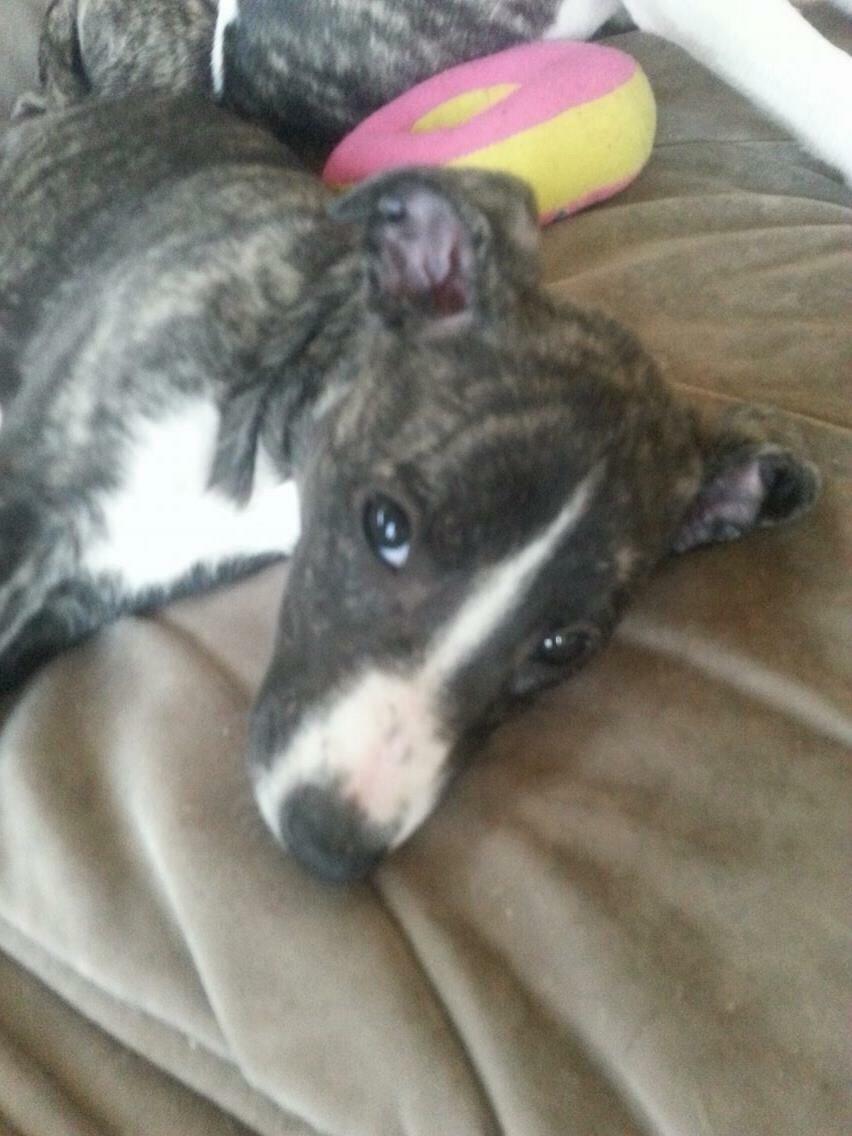 Whippet Kiwi billede 15