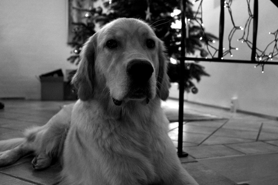 Golden retriever Carlo - Glædelig Jul - Carlo 10 mdr billede 3