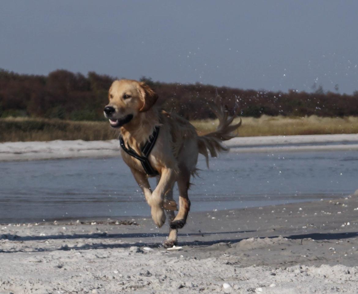 Golden retriever Carlo billede 5