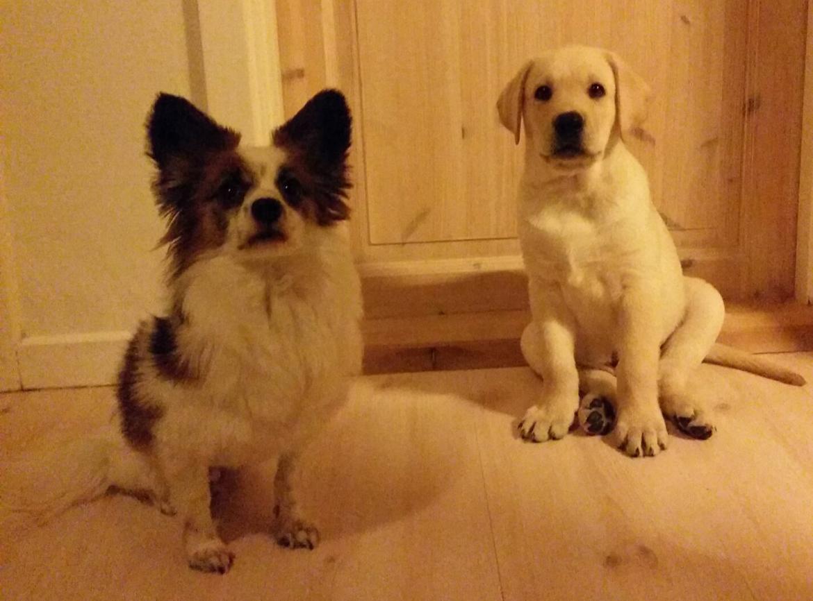 Blanding af racer Elvis *R.I.P* - Elvis og storebror 25/12-15 billede 17