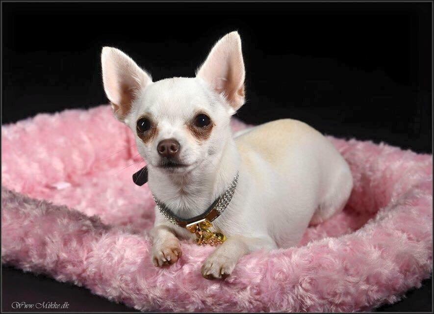 Chihuahua SPACEMAN LOVE ME TENDER (Coco) billede 1