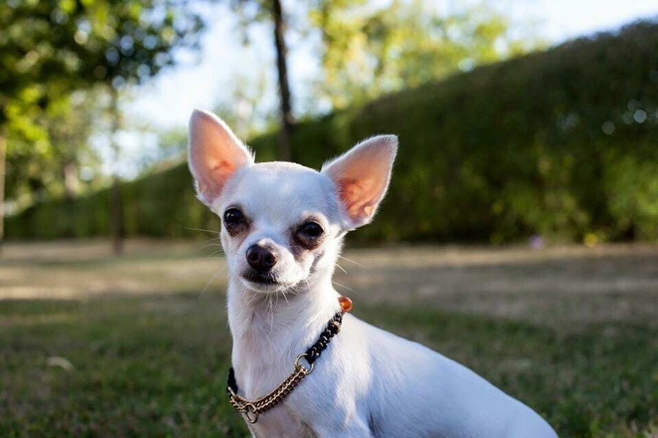 Chihuahua SPACEMAN LOVE ME TENDER (Coco) billede 2