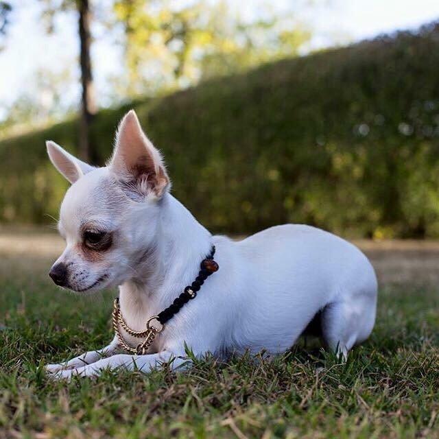 Chihuahua SPACEMAN LOVE ME TENDER (Coco) billede 3