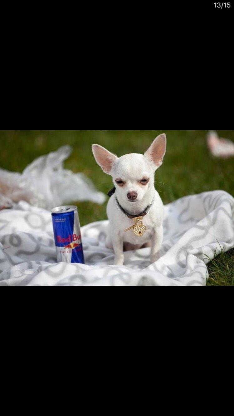 Chihuahua SPACEMAN LOVE ME TENDER (Coco) billede 4