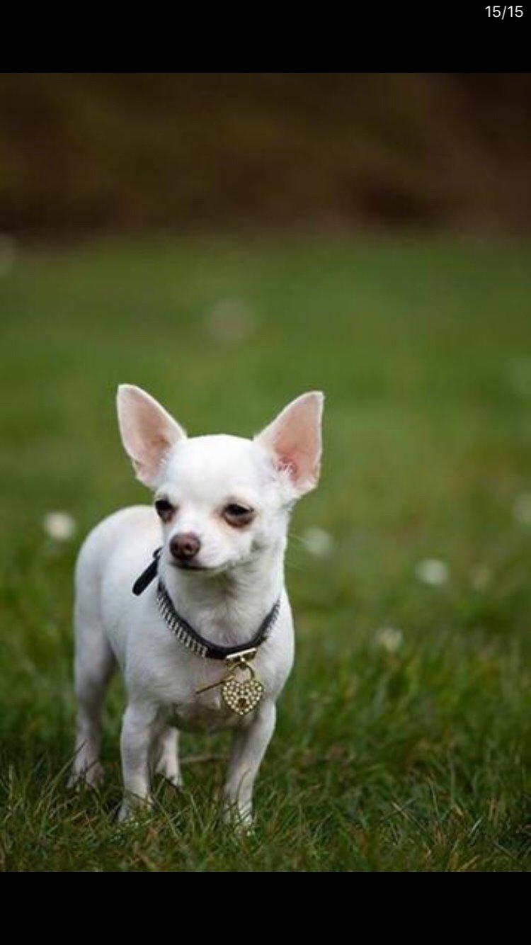 Chihuahua SPACEMAN LOVE ME TENDER (Coco) billede 5
