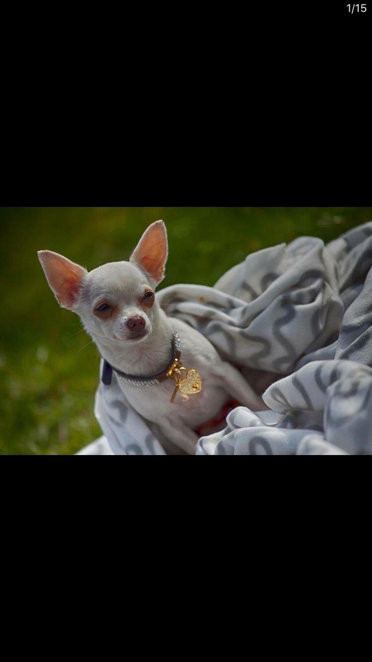 Chihuahua SPACEMAN LOVE ME TENDER (Coco) billede 6
