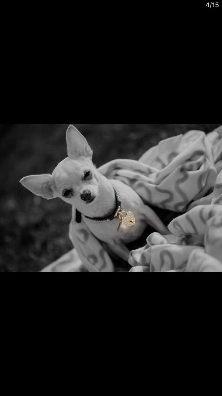 Chihuahua SPACEMAN LOVE ME TENDER (Coco) billede 7