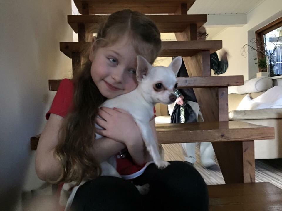 Chihuahua SPACEMAN LOVE ME TENDER (Coco) billede 9