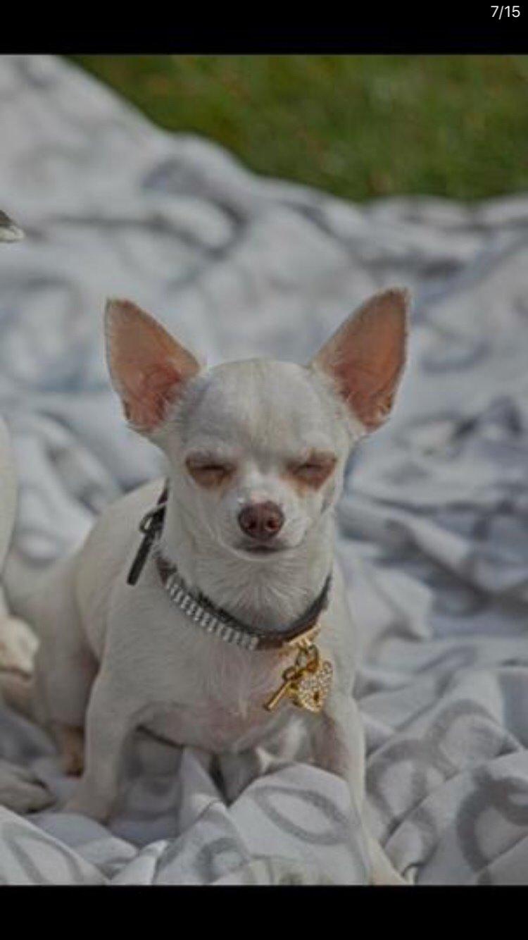 Chihuahua SPACEMAN LOVE ME TENDER (Coco) billede 8