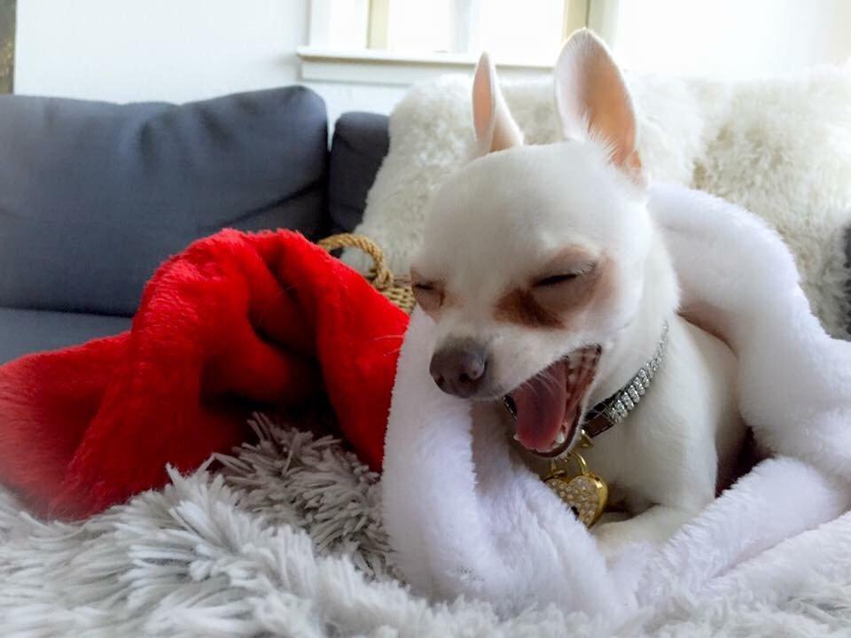 Chihuahua SPACEMAN LOVE ME TENDER (Coco) billede 10