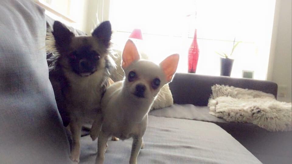 Chihuahua SPACEMAN LOVE ME TENDER (Coco) billede 11