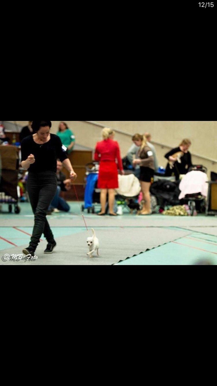 Chihuahua SPACEMAN LOVE ME TENDER (Coco) billede 12