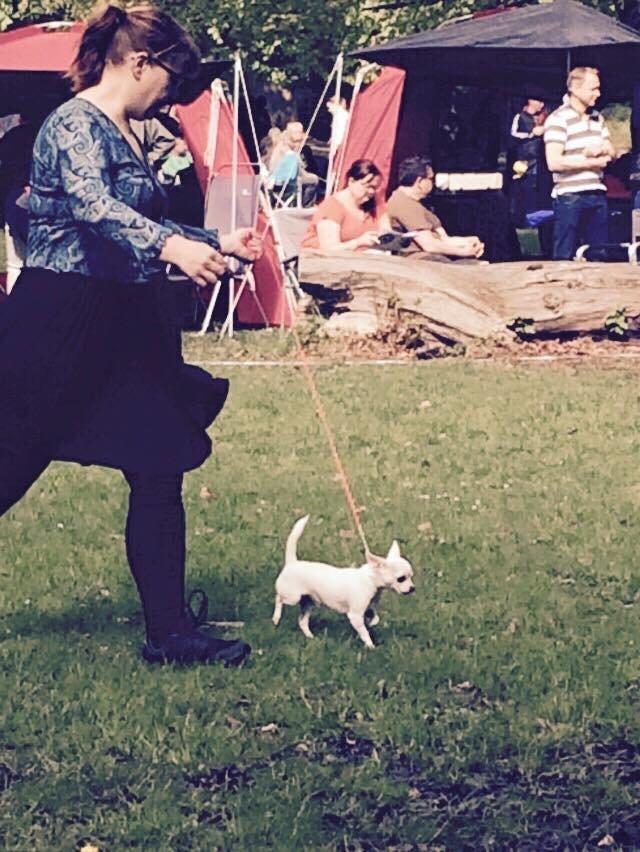 Chihuahua SPACEMAN LOVE ME TENDER (Coco) billede 13
