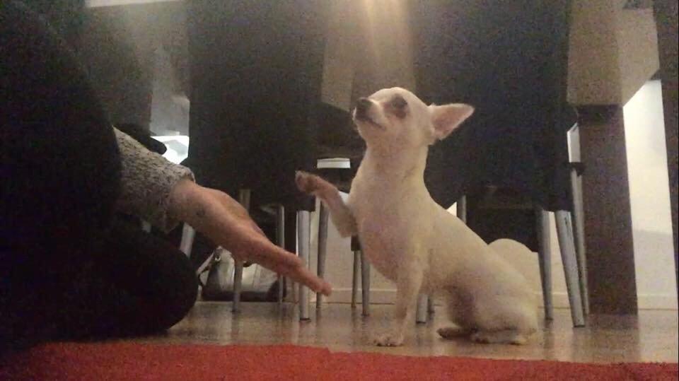 Chihuahua SPACEMAN LOVE ME TENDER (Coco) billede 14