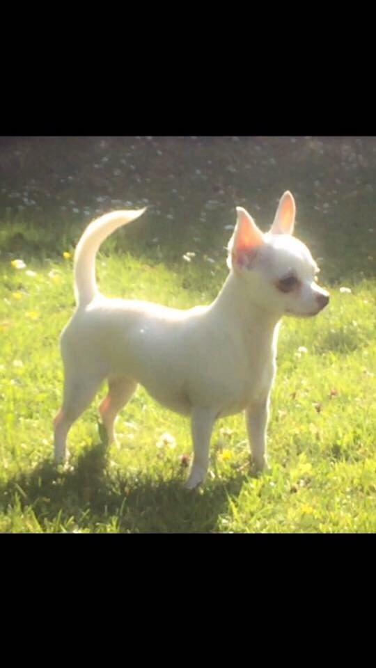 Chihuahua SPACEMAN LOVE ME TENDER (Coco) billede 15