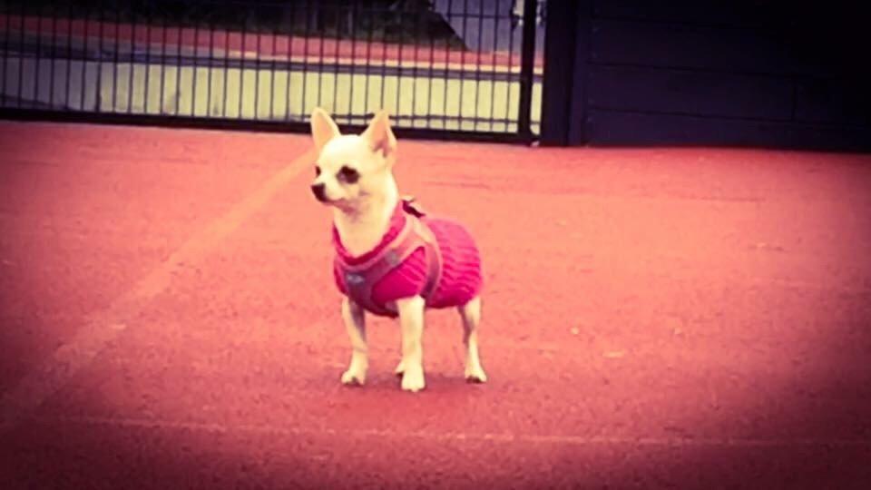 Chihuahua SPACEMAN LOVE ME TENDER (Coco) billede 16