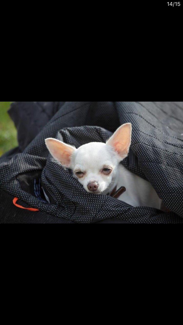 Chihuahua SPACEMAN LOVE ME TENDER (Coco) billede 17