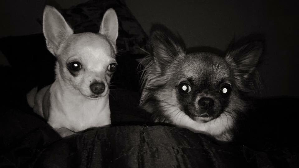 Chihuahua SPACEMAN LOVE ME TENDER (Coco) billede 18