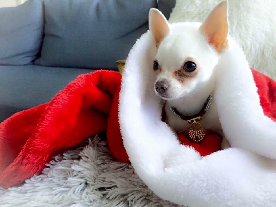 Chihuahua SPACEMAN LOVE ME TENDER (Coco) billede 19